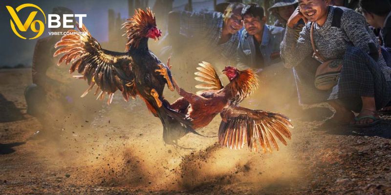 Thương Hiệu V9bet - Lựa Chọn Lý Tưởng Cho Dân Chơi Cá Cược 3 Sảnh đá gà siêu hấp dẫn